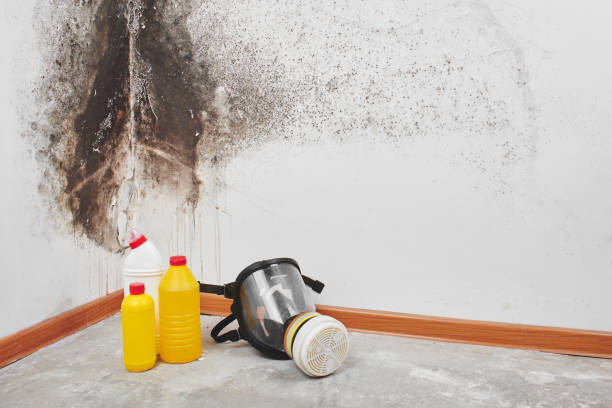Mold Removal and Inspection in Hyde Park, PA