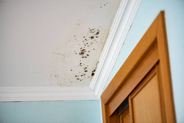Best Certified Mold Removal  in Hyde Rk, PA