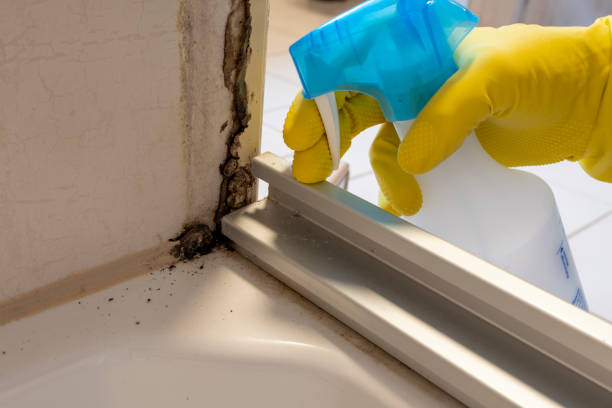 Best Local Mold Removal Service  in Hyde Rk, PA