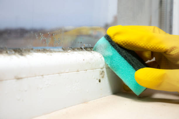 Best Mold Removal and Inspection  in Hyde Rk, PA