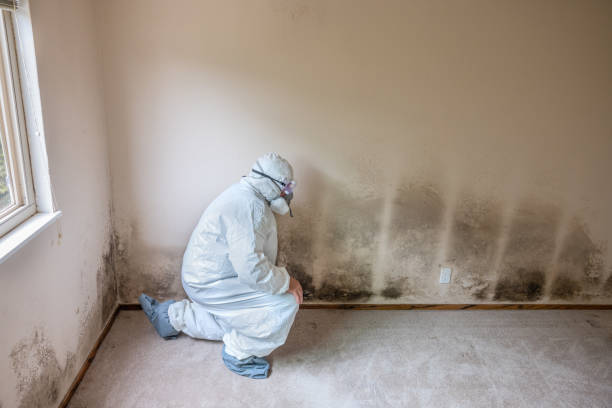 Best Toxic Mold Removal  in Hyde Rk, PA